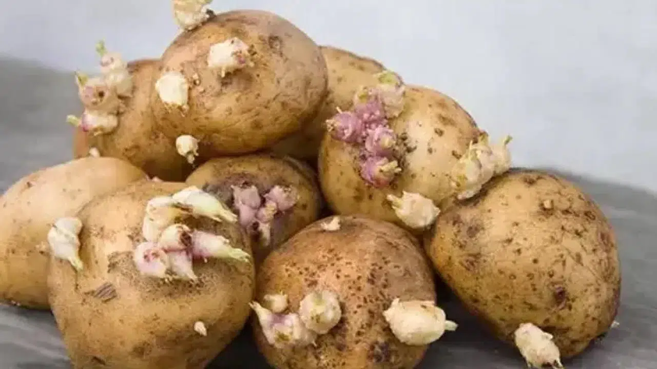Patates nasıl saklanır, filizlenmiş patates zehirler mi, patateslerin ömrünü uzatan saklama yöntemleri neler?