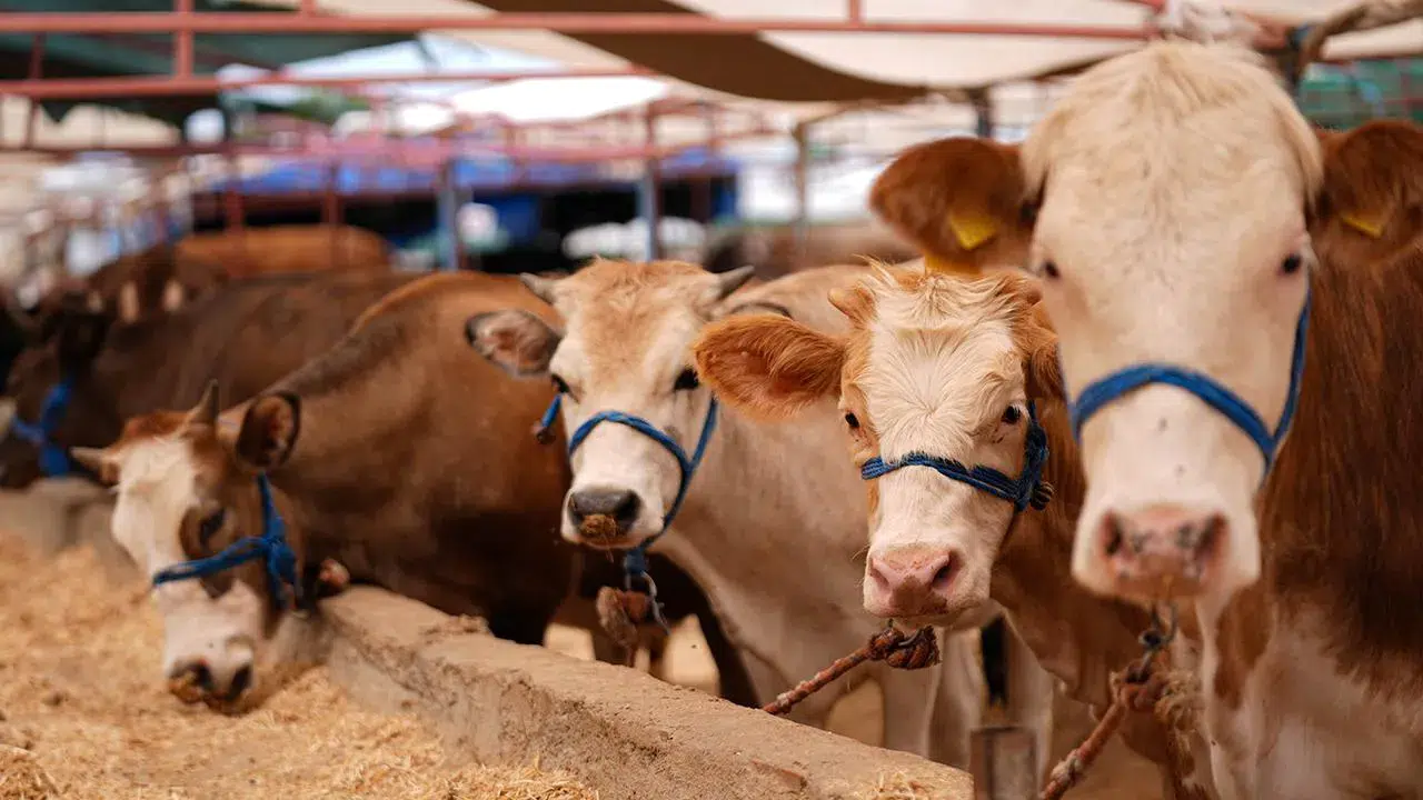 Kurban fiyatları 2026 ne kadar, kilo fiyatı kaç TL? Koyun-dana-keçi kaç para, hisse bedeli ne, Diyanet kaç TL?