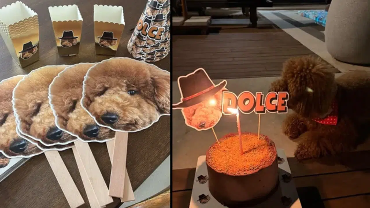 Lüksün sınırlarını zorlayan patili kutlama: Nesrin Cavadzade’den Dolce’ye servet değerinde parti!