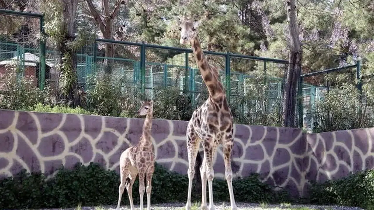 Şakir’in emaneti Selvi’nin gözbebeği: Türkiye bu bebeği konuşuyor!