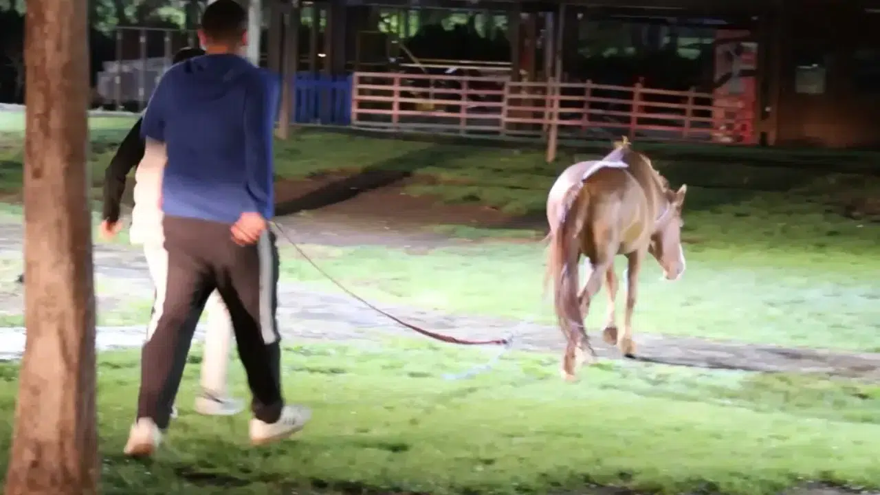 Aksaray’da 'gece mesaisi' vatandaşa kaldı: Başıboş at trafiği birbirine kattı!