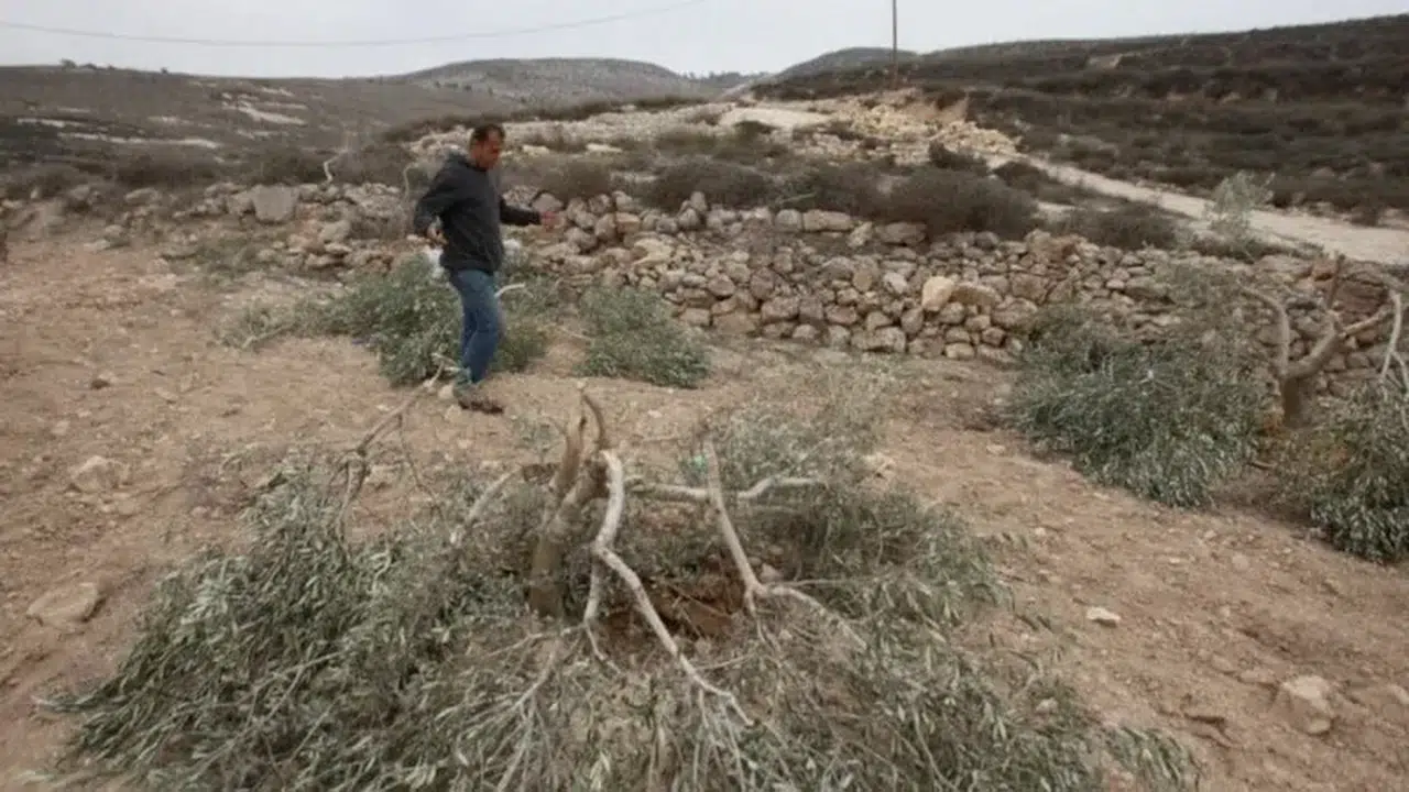 Batı Şeria’da zeytin katliamı: İşgalci yerleşimciler 400 ağacı kesti!