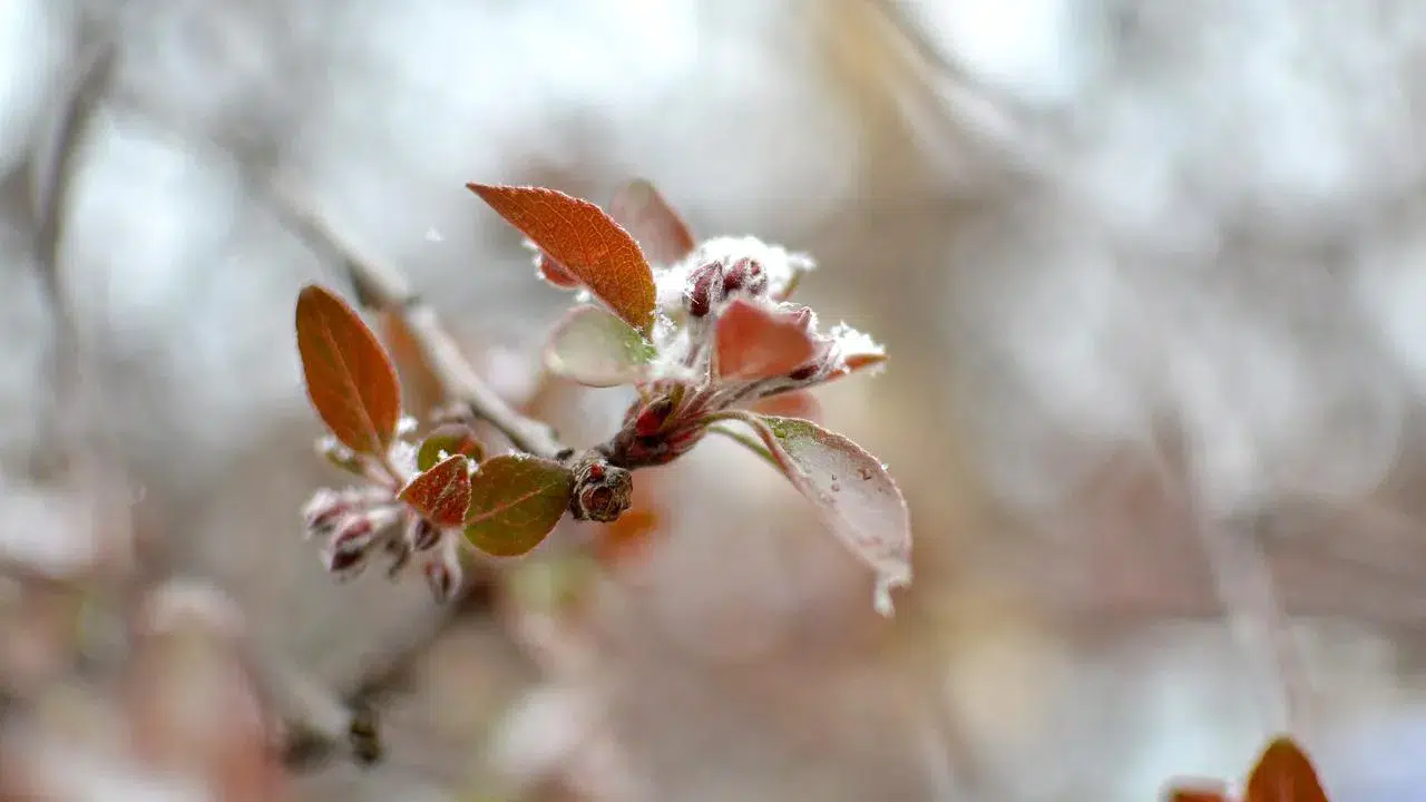 Çiftçiye gece yarısı alarmı: Meteoroloji o bölgeyi işaret etti, don geliyor!
