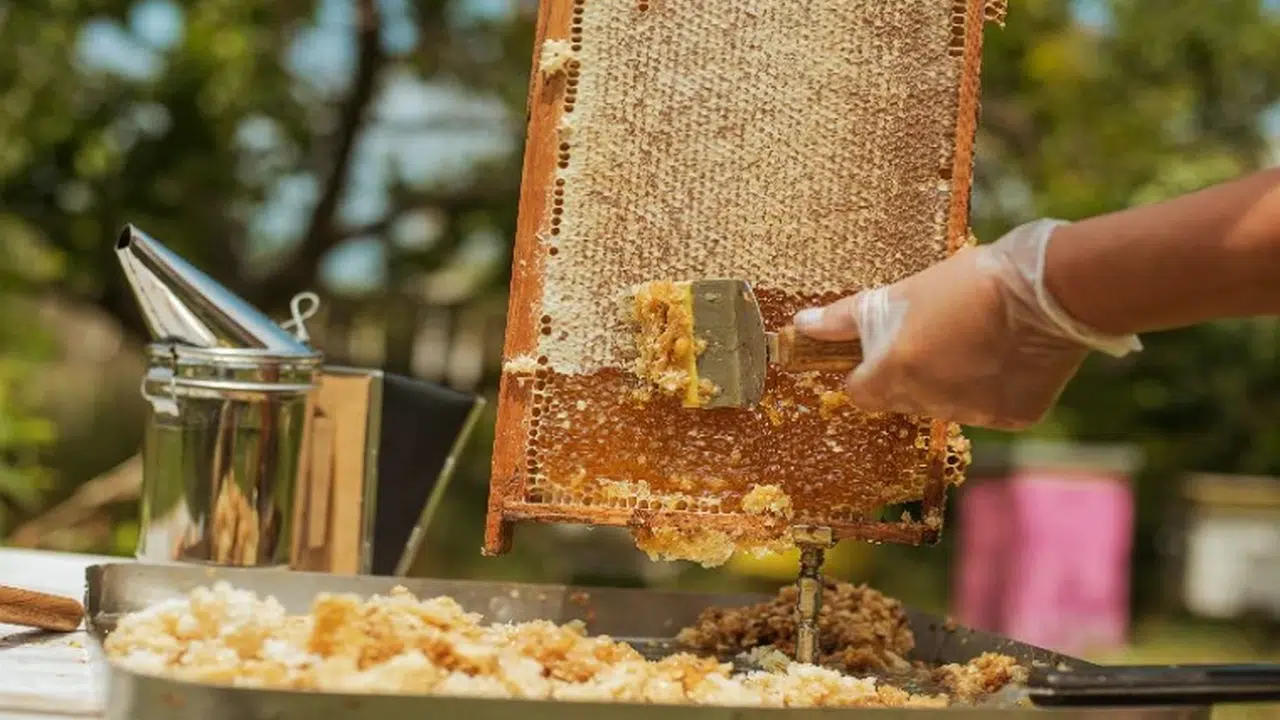 Uygunsuz balın piyasaya girişi engellenecek