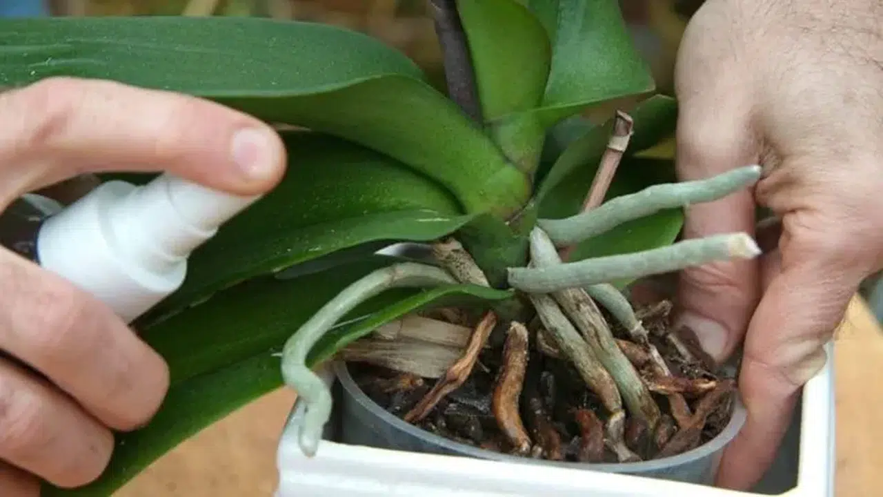 Mutfaktaki o baharat meğer kurtarıcıymış: Karınca yuvalarına son veren çözüm!