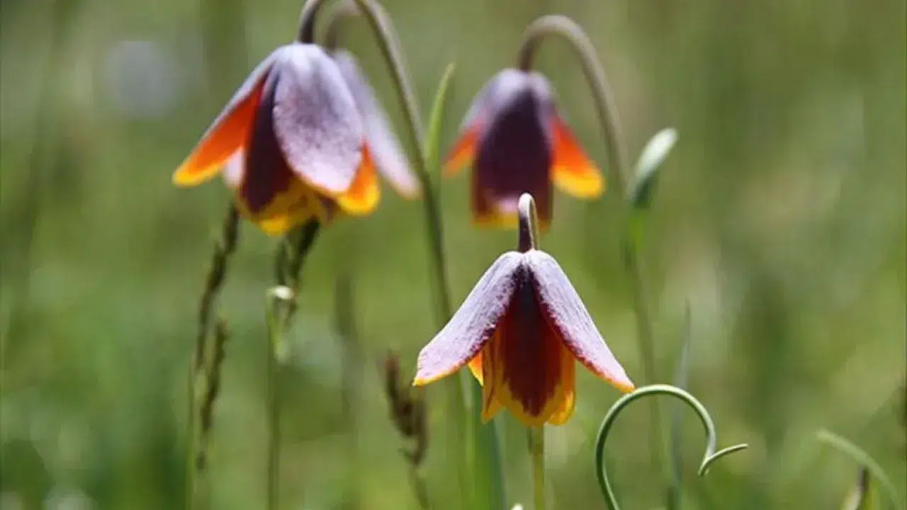 Cebine güvenen dokunsun! Çermik'te 'Ağlayan Gelinler' için kırmızı alarm verildi