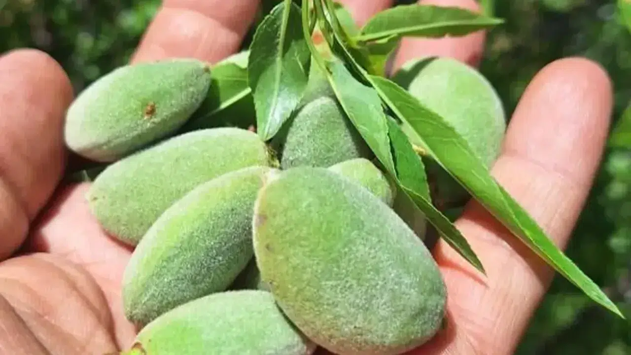 Kilosu gram altınla yarışıyor! Sarıgöl’de taze çağla 160 TL’den alıcı buluyor