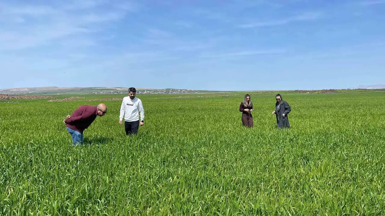 Cizre’de Hububat seferberliği:  Süne  zararlısına karşı sahaya inildi