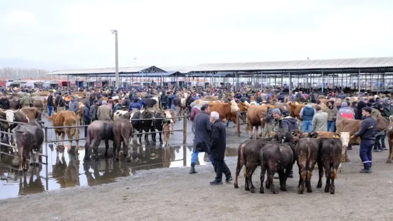 Sivas’ta hayvan pazarı alarm veriyor: Büyükbaş kapış kapış gidiyor, küçükbaş unutuldu!