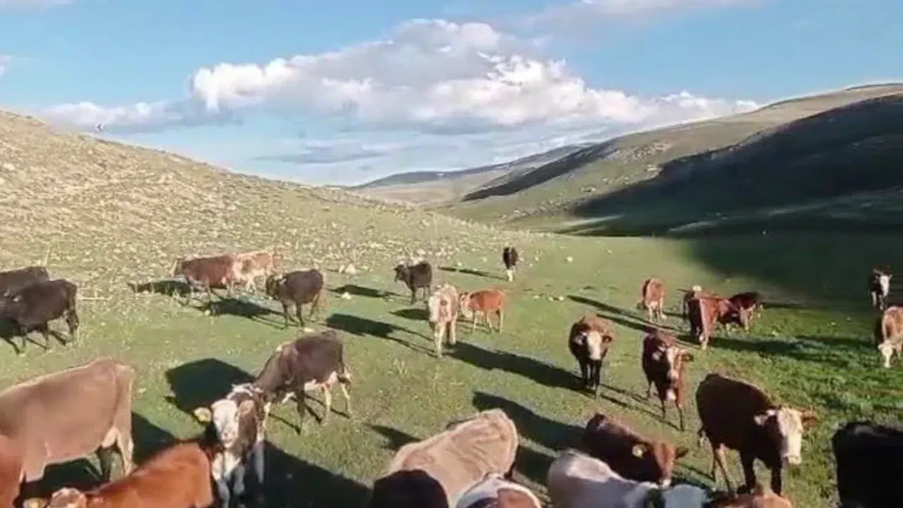 Kurbanlık alırken 'fotoğraf' tuzağına düşmeyin! Sahte ilanlarla çifte vurgun