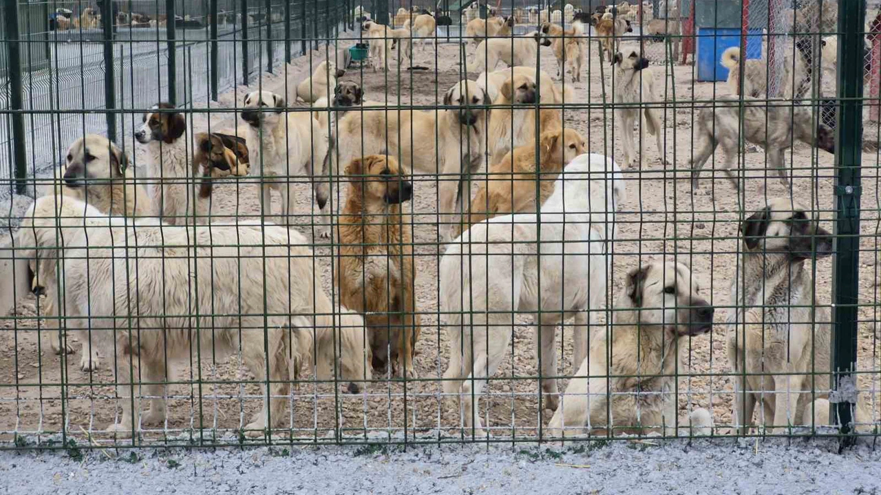 Barınakta aç ve susuz bırakılan köpekler birbirini mi parçaladı?