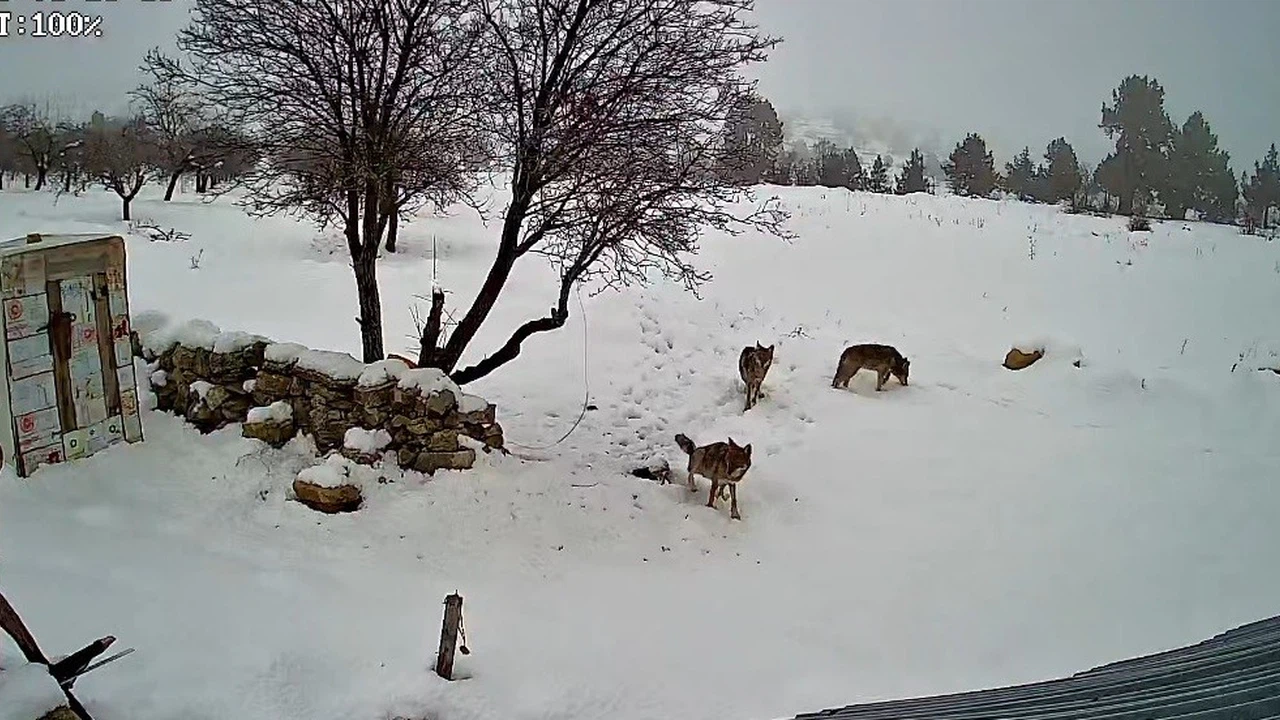 Mersin'de nefes kesen anlar... Köye inen kurtlar duvar tanımadı!