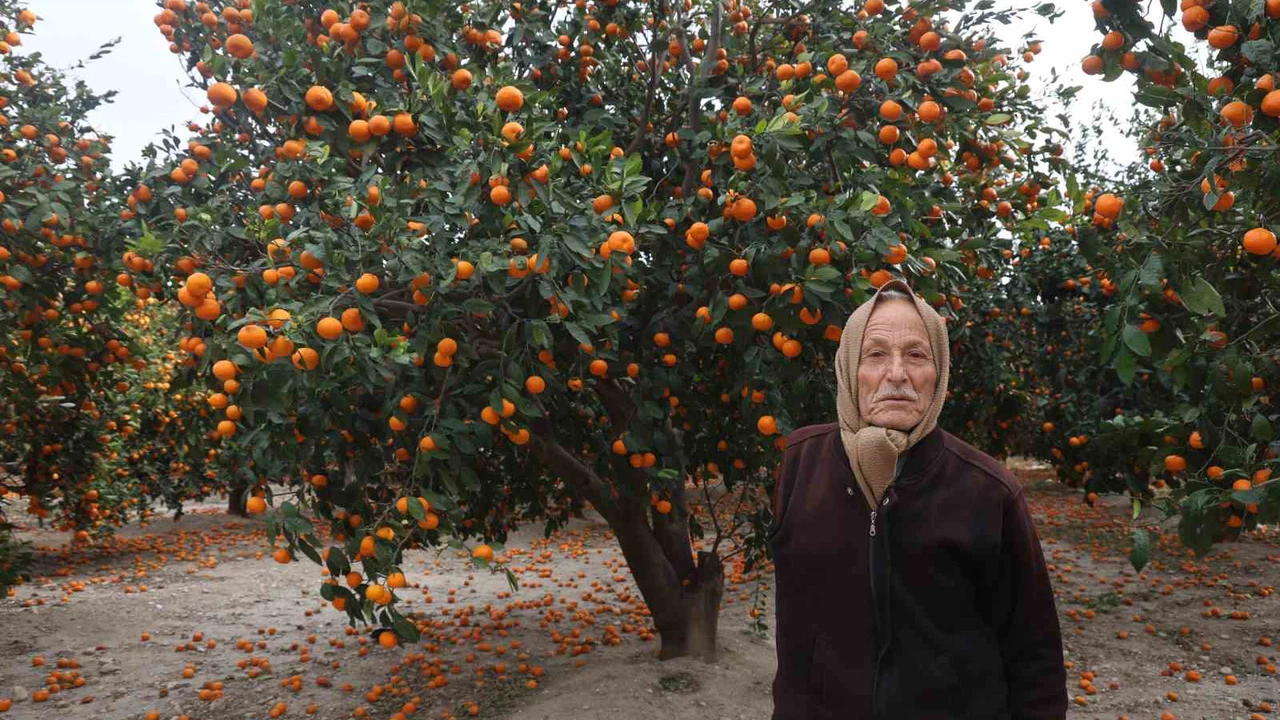 Bolluk nedeniyle alıcı bulunamayan mandalinalar dalda kaldı