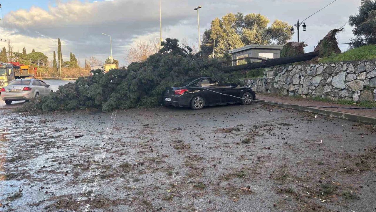 Lodos Kocaeli’yi felç etti... Ağaçlar otomobillerin üzerine böyle devrildi!