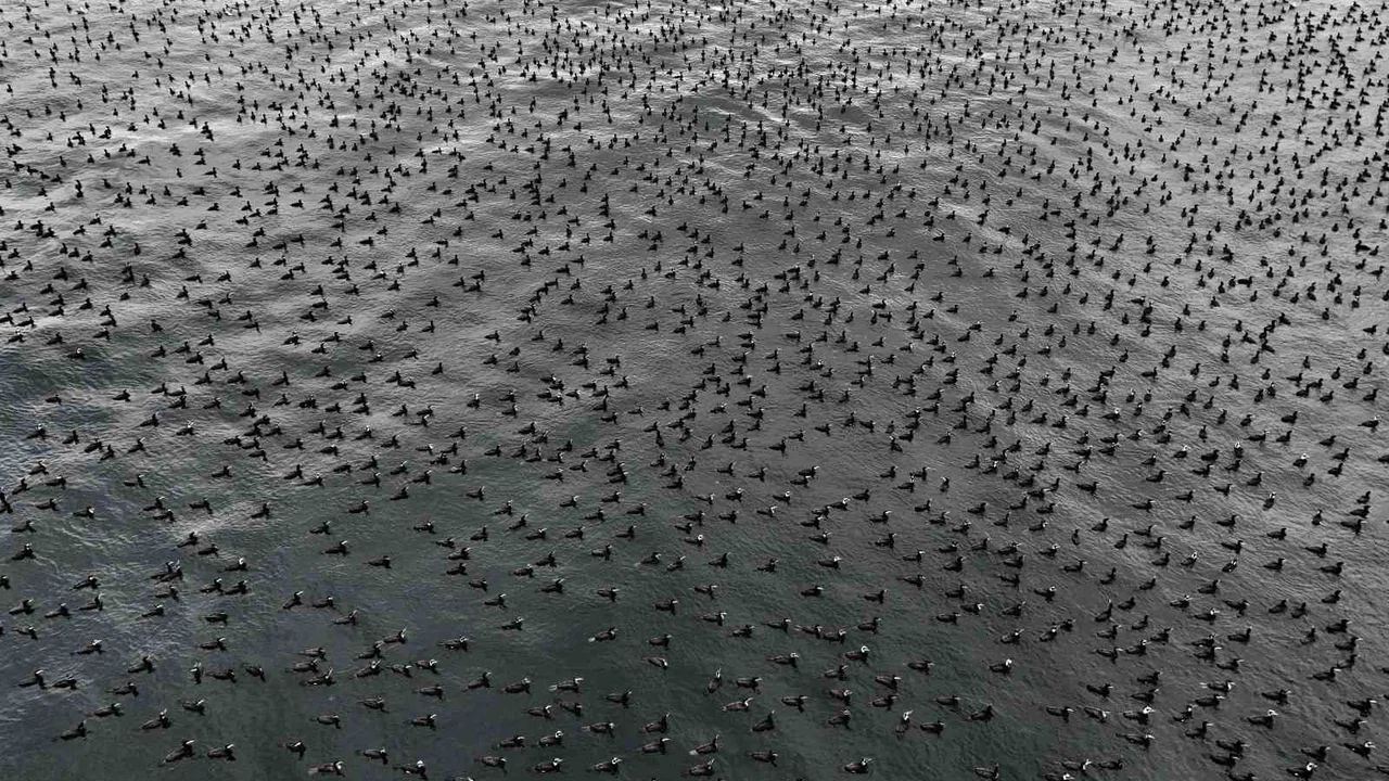 İstanbul’un kış misafirleri sahnede... Karabataklar sürü halinde poz verdi!