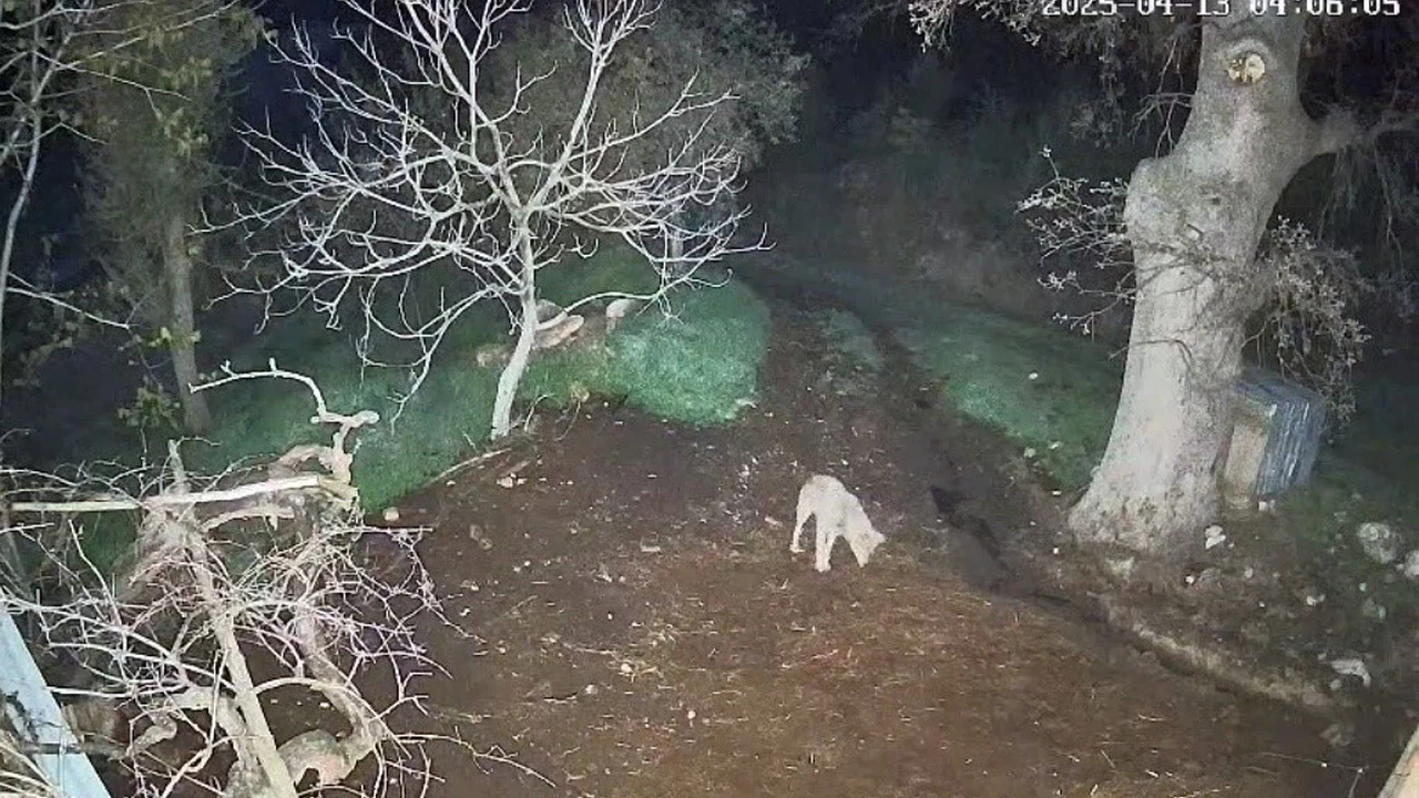 Kurdun saldırdığı 3 koyun telef oldu