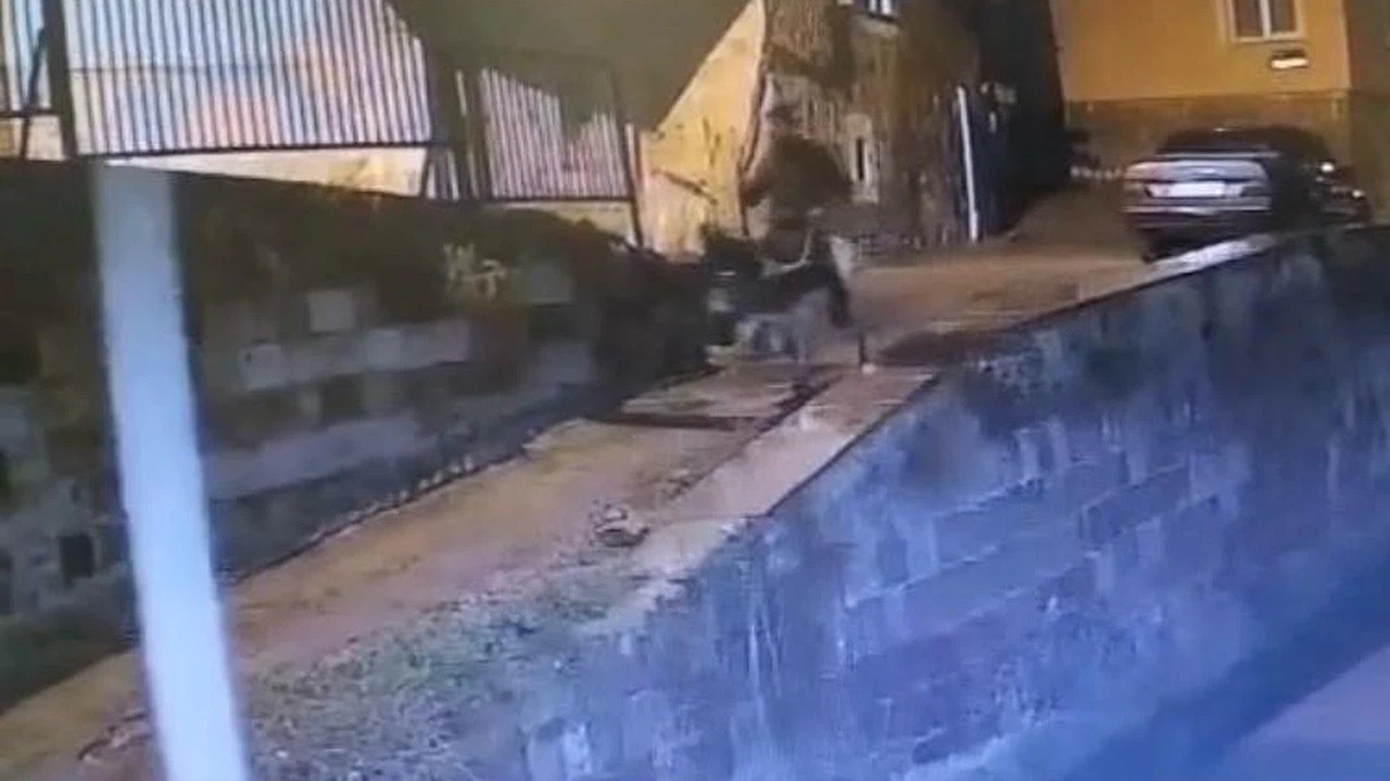 Forklifle gelmiş, eşekle kaçmış