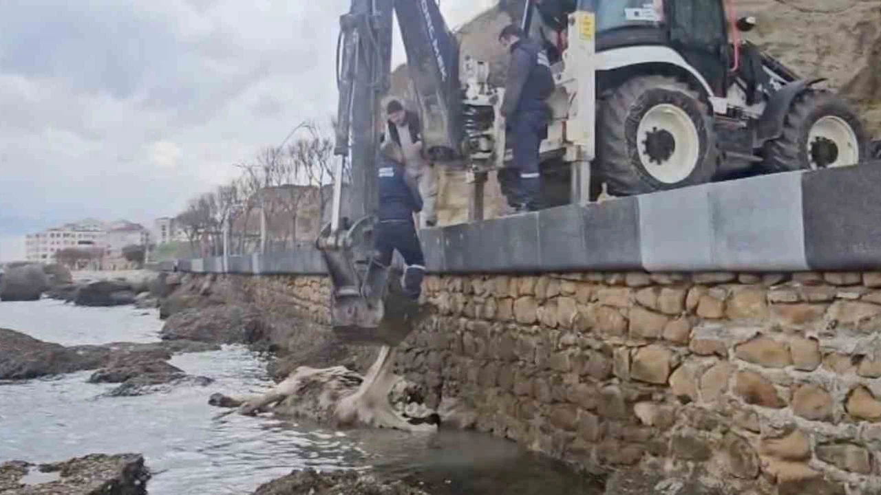 Gelibolu’da ölü inek sahile vurdu