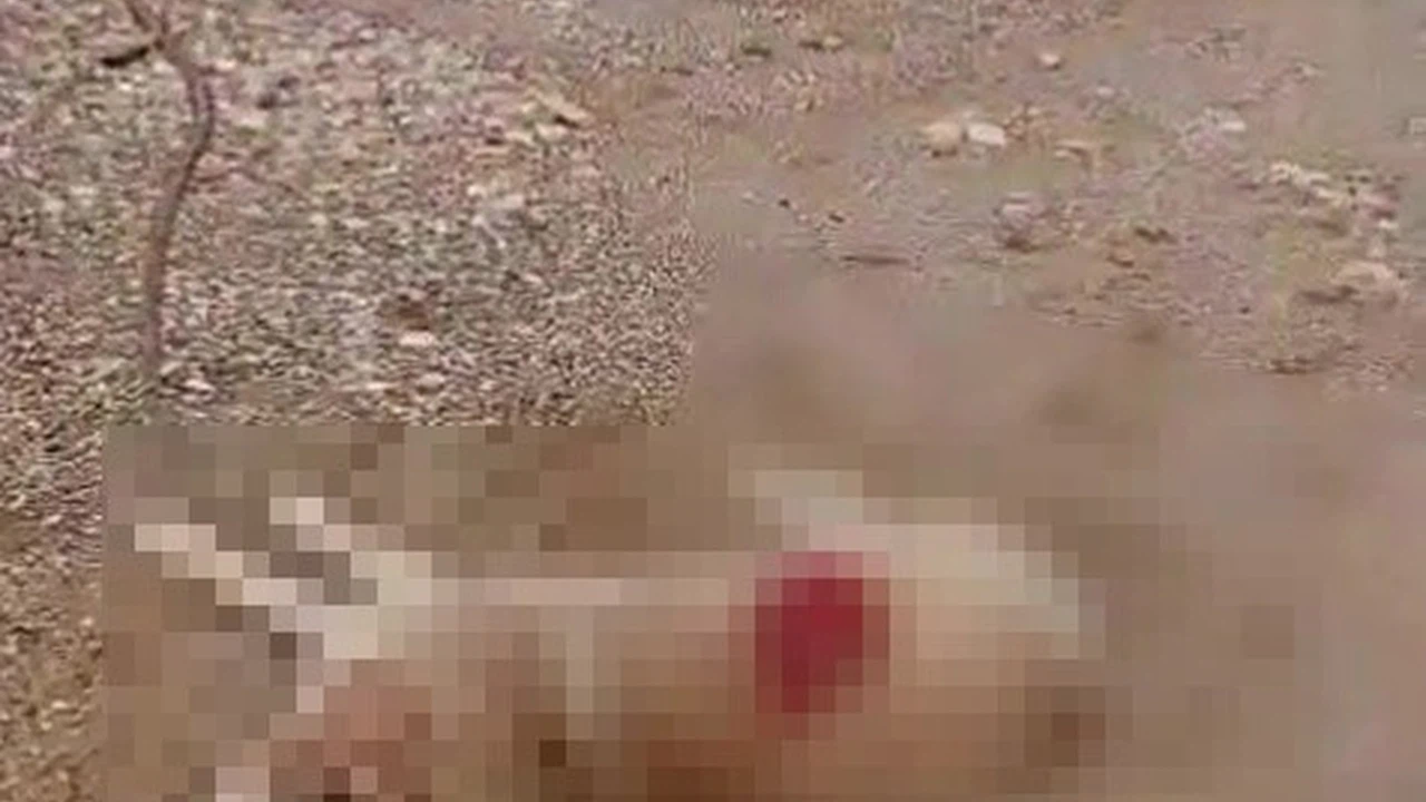 Köpeği av tüfeğiyle öldürdü, gözaltına alındı