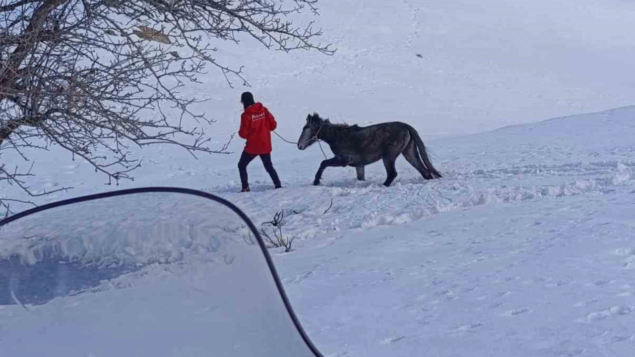 Kurtların saldırısına uğrayan ve dağda mahsur kalan at kurtarıldı