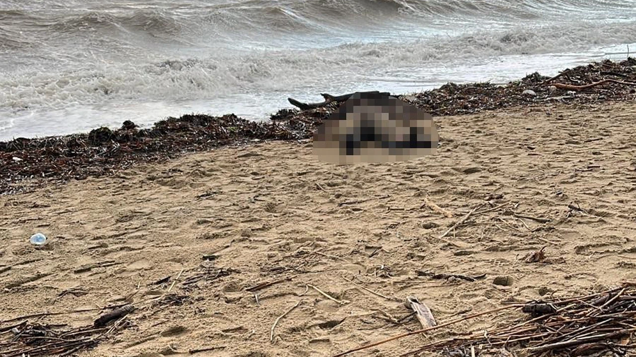 Sahilde bulunan kadın cesedi herkesi üzdü!