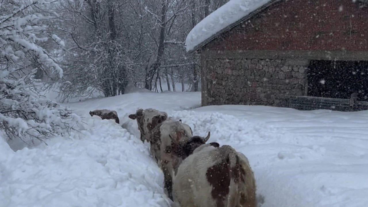 Tunceli’de kar kalınlığı 1,5 metreyi aştı: İnekler karda kayboldu