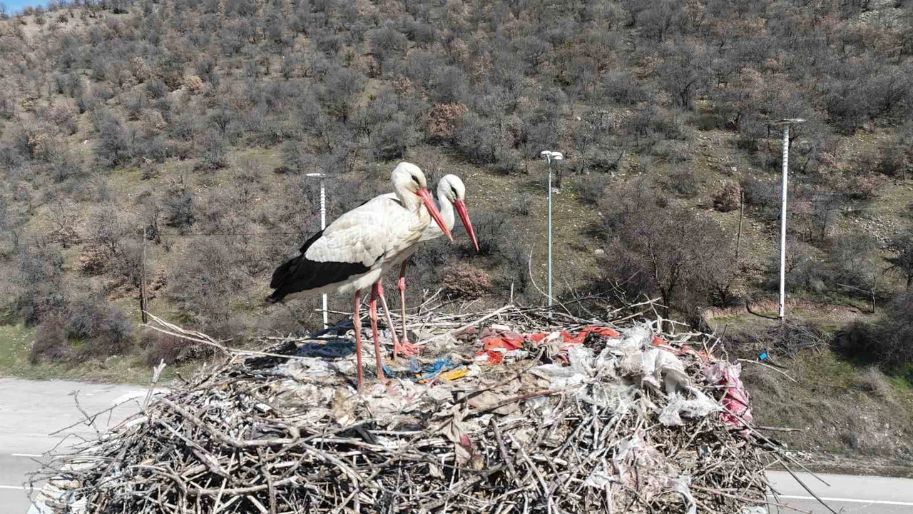 Baharın habercisi olan leylekler, Ankara’ya ulaştı