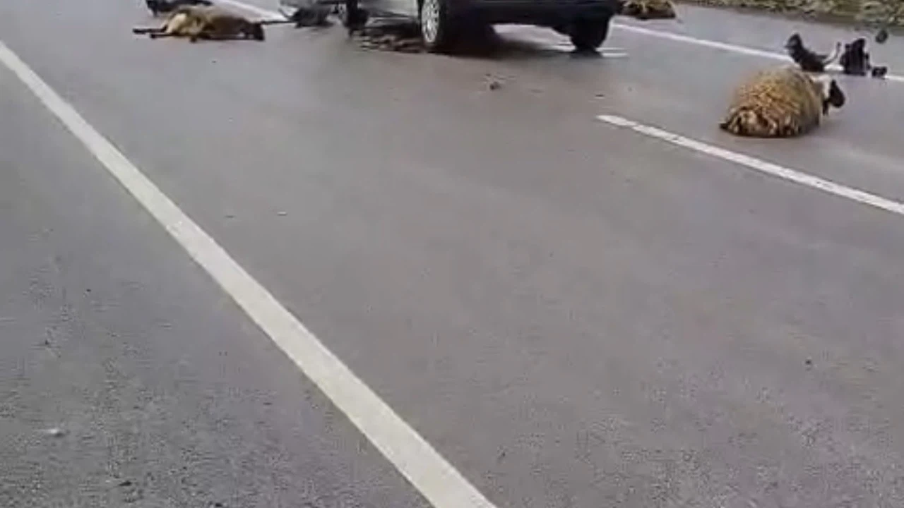 Şanlıurfa’da araç koyun sürüsüne çarptı: 10 koyun telef oldu