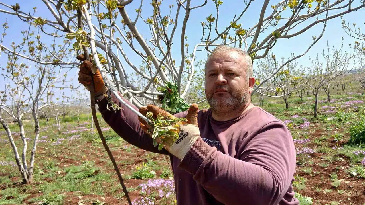 Fıstık üreticisinin bahar mesaisi başladı: Tırtıl istilasına karşı teyakkuza geçtiler