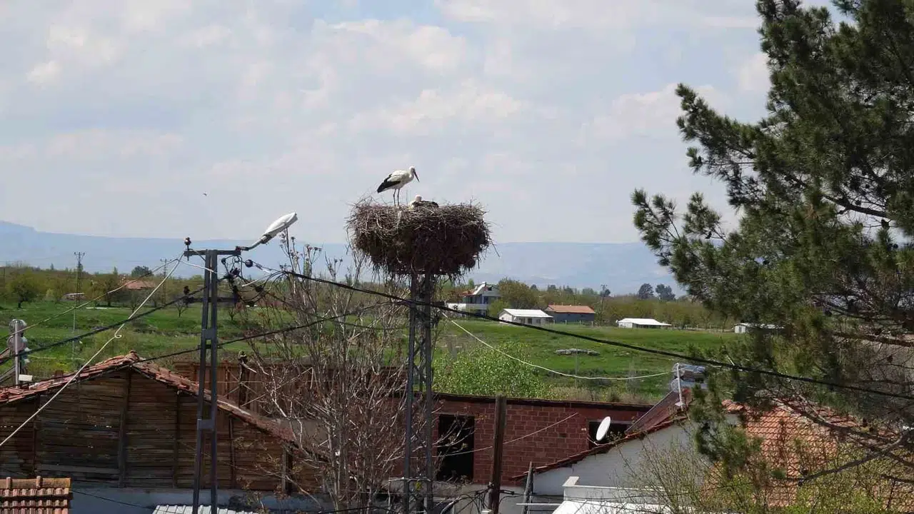 Baharın habercileri Malatya’ya döndü: Hasırcılar ve Boran mahallelerinde leylek şenliği