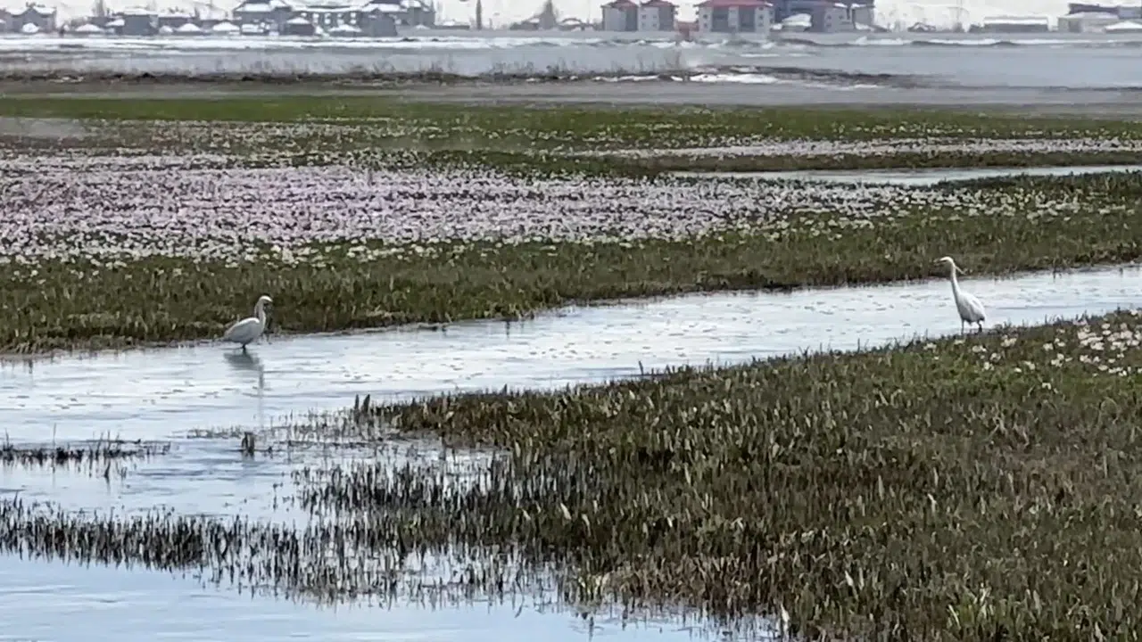 Yüksekova’nın doğasında görsel şölen: Küçük akbalıkçıllar objektiflere yansıdı