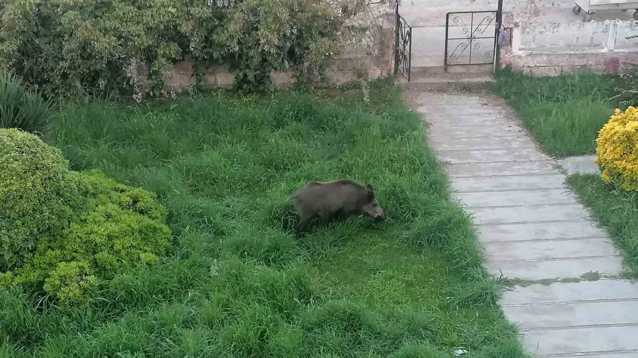 Ayvalık’ta yaban domuzları kabusu: Evlerin bahçesine kadar girdiler