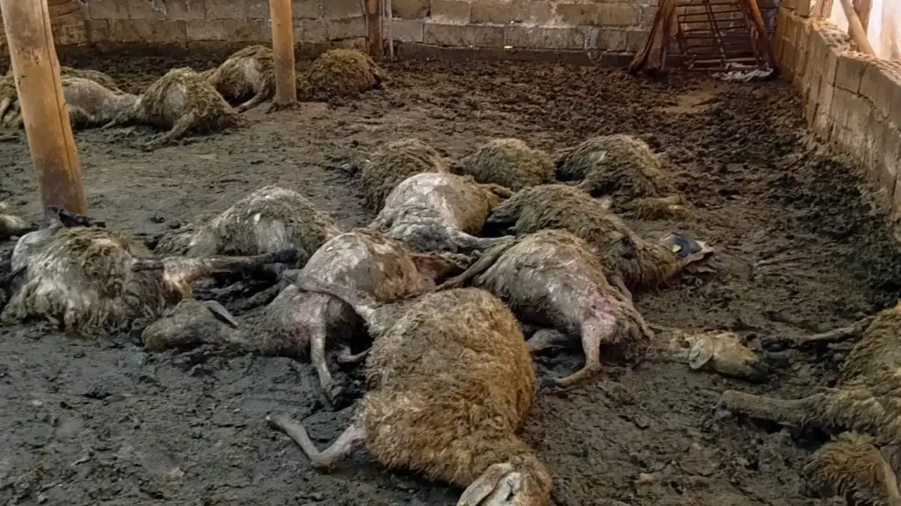 Malatya'da kabus dolu gece: Kurt sürüsü ağılı birbirine kattı, besicinin emeği bir anda yok oldu