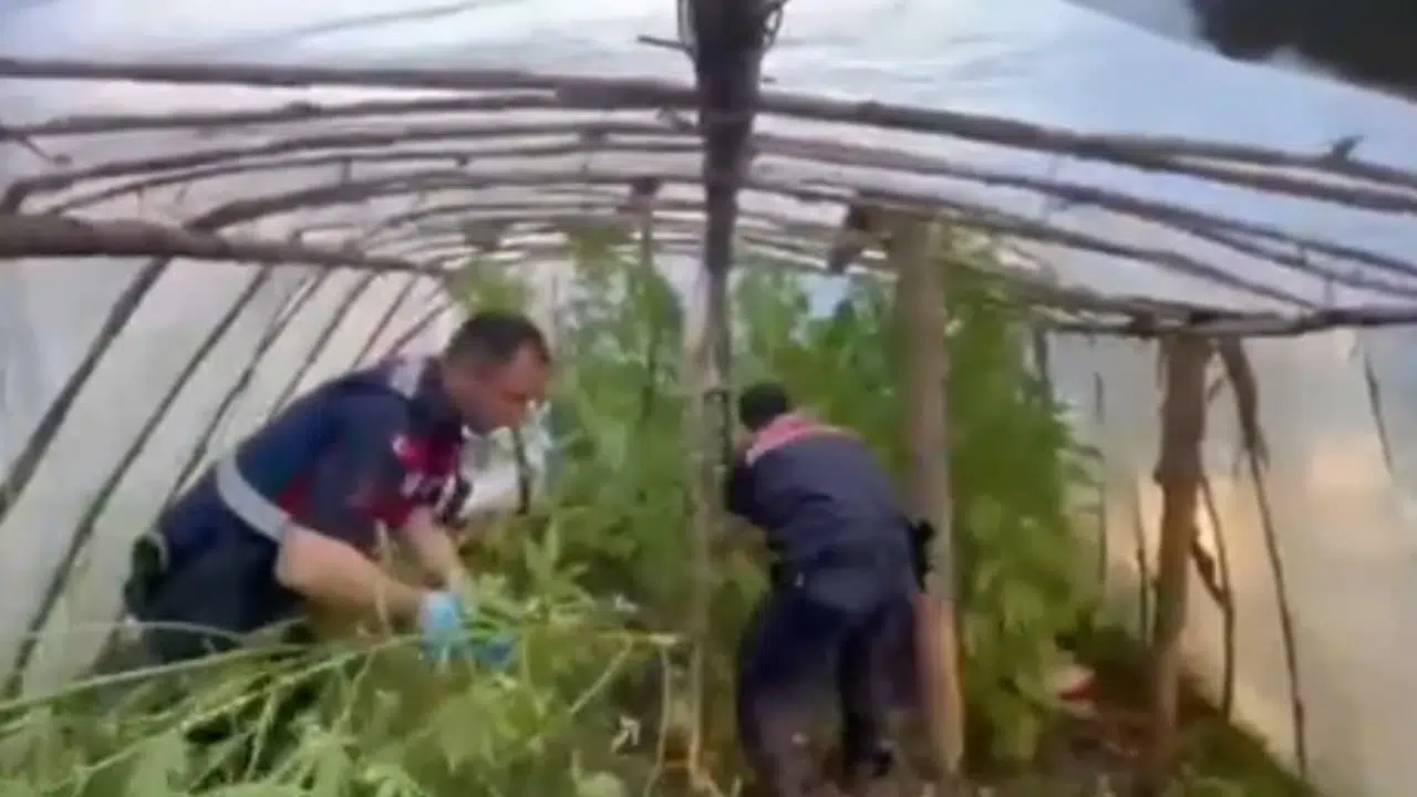 Domates yerine zehir yetiştirmiş: Serayı uyuşturucu tarlasına çeviren şüpheliye suçüstü