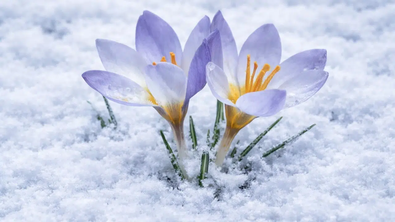 Sadece Kartepe’nin zirvesinde hayat buluyor: Doğaseverler endemik çiğdemin peşine düştü