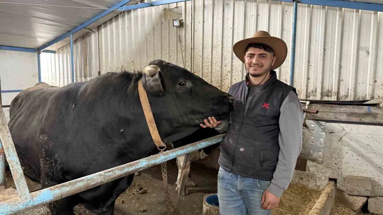 Kantarın ayarını bozan devler pazara indi: 4 yaşındaki tosunlar cüssesiyle görenleri hayrete düşürüyor