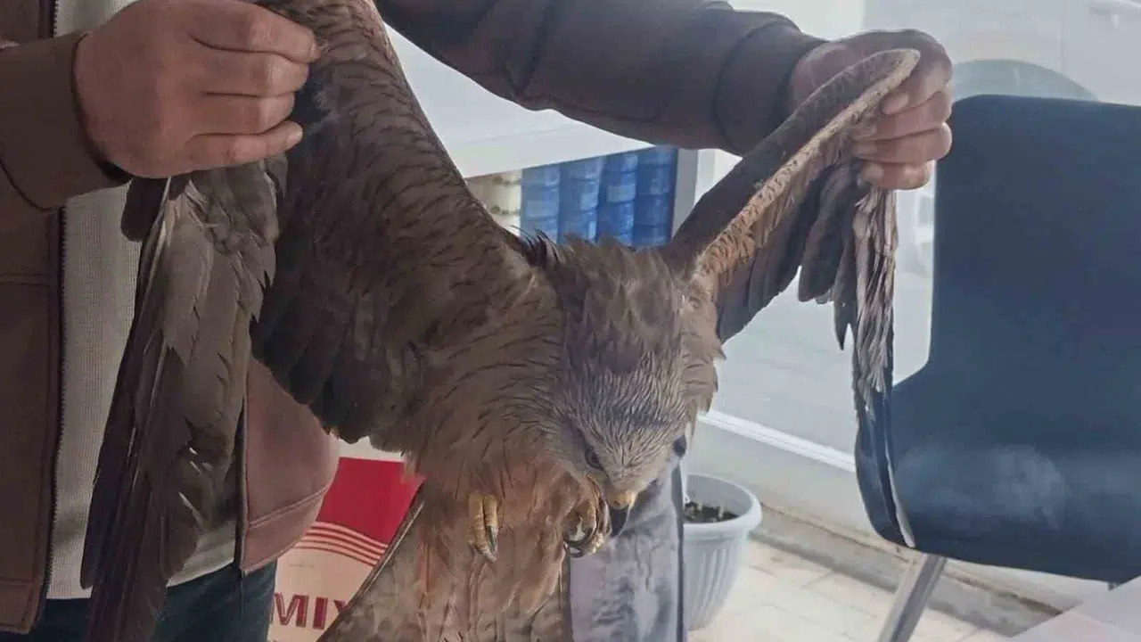 Yolda gördüğü yaralı şahini kaderine terk etmedi: Duyarlı vatandaşın örnek davranışı takdir topladı