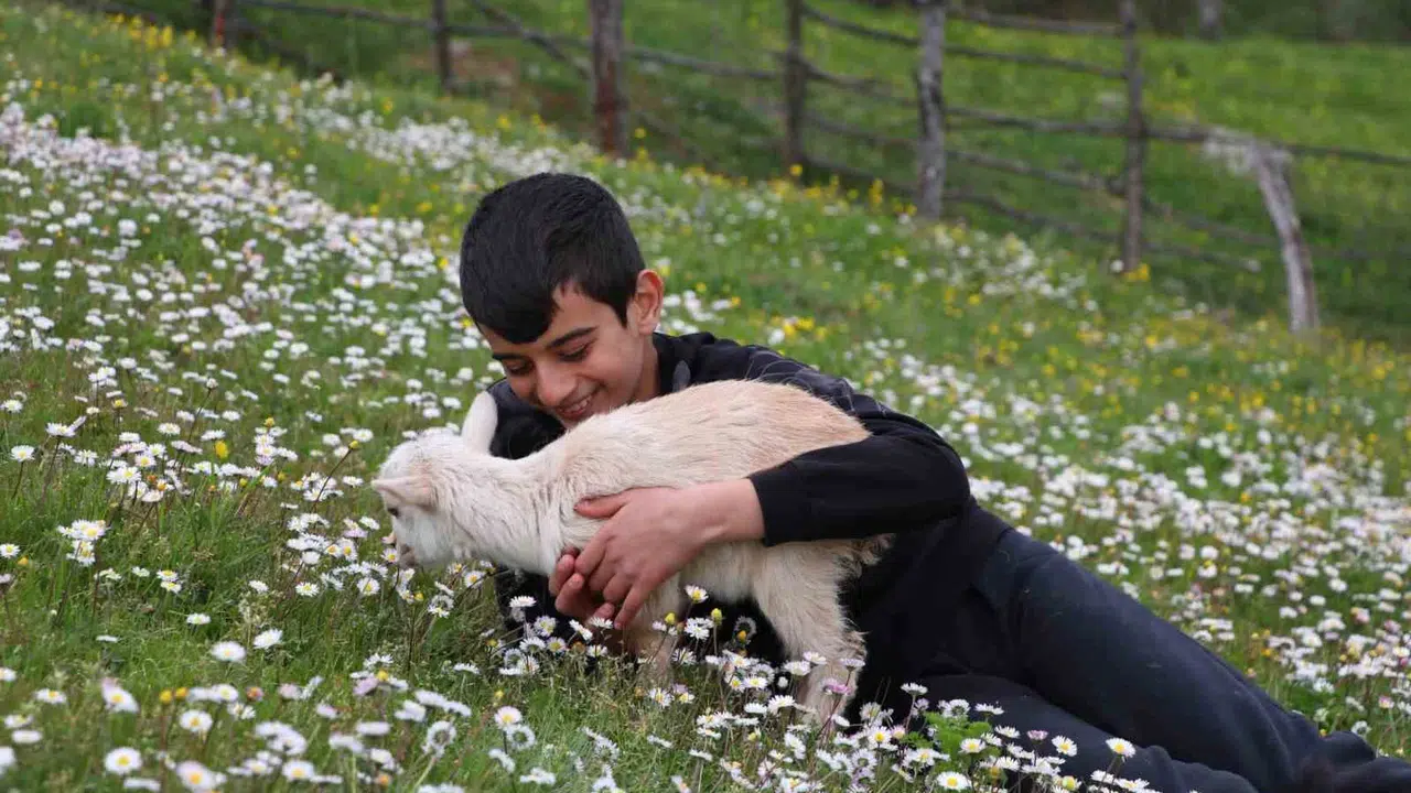 Ekran başından meralara: Lapseki’de minik çobanlar hem yarışacak hem kazanacak