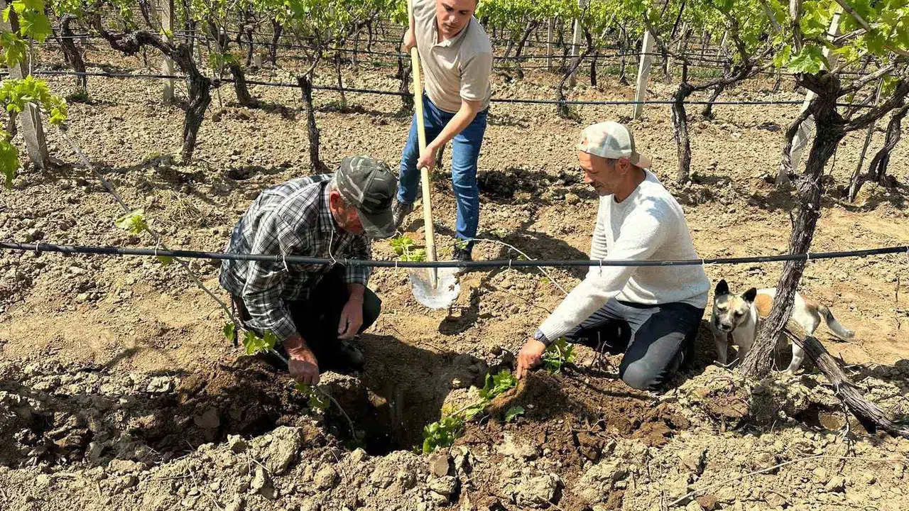 Sarıgöl’de bağların geleceği uzman ellere emanet: TARİŞ’ten üreticiye tam saha markaj