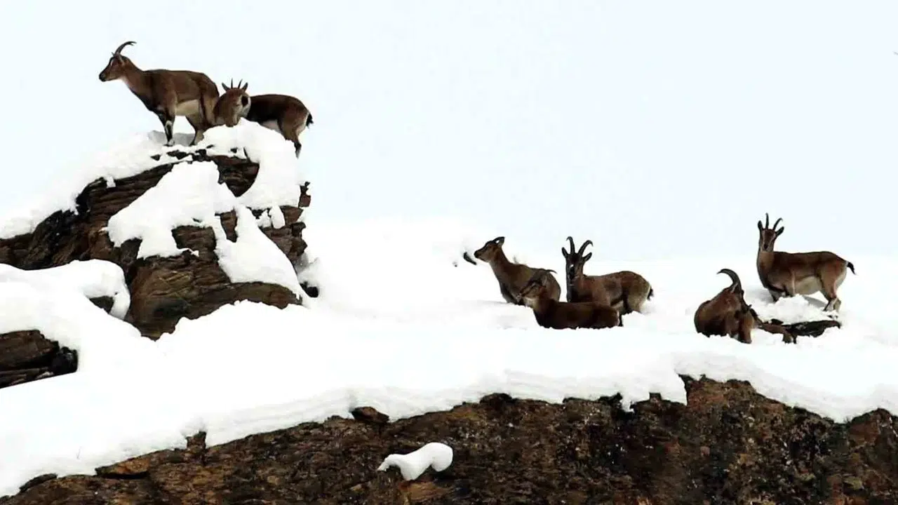 Erzincan’ın zirvesi beyaz örtüyle kaplı dağlarında görsel şölen: Nesli tükenme tehlikesi altındaki dağ keçileri havadan görüntülendi