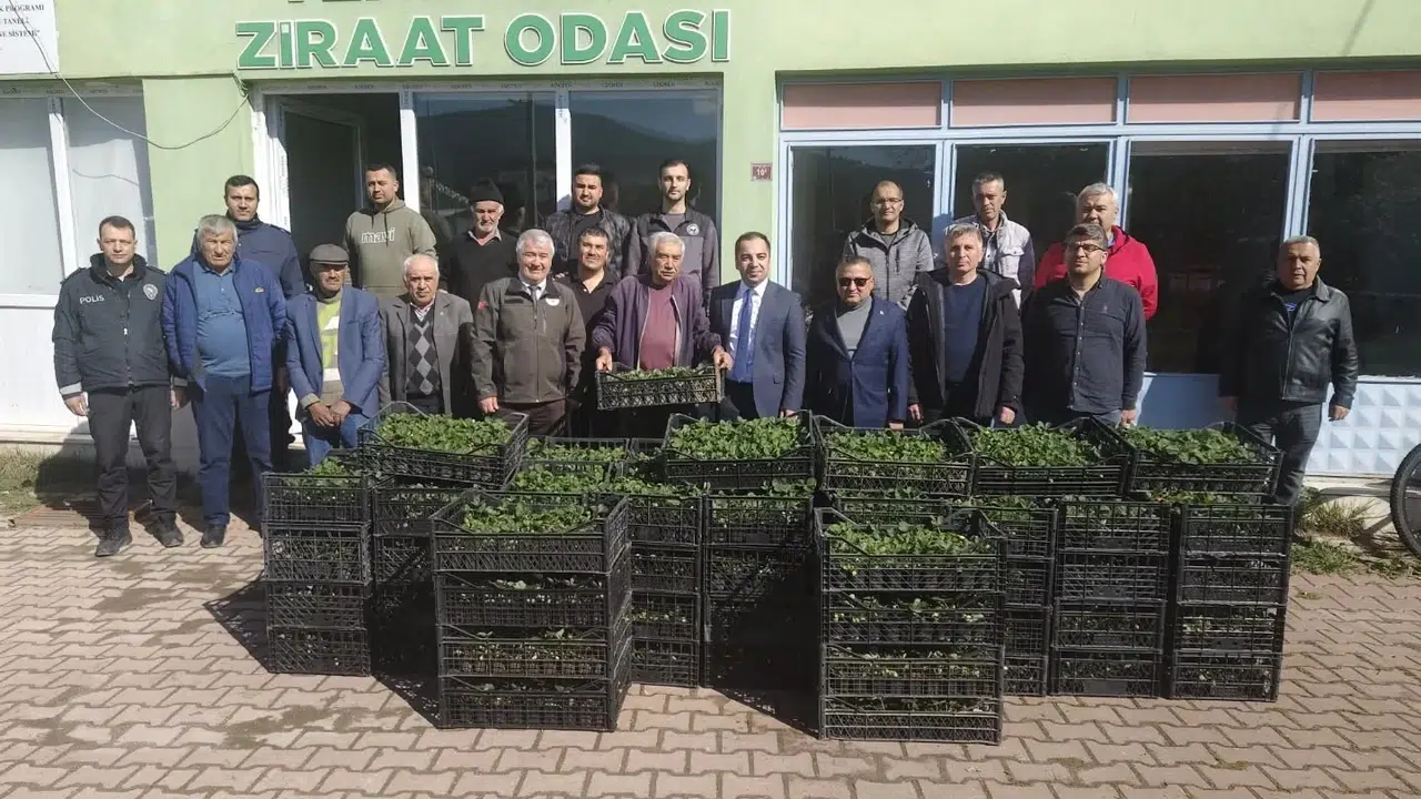 Toprak berekete, çiftçi kazanca doyacak: Yenipazar’da çilek devrimi başladı