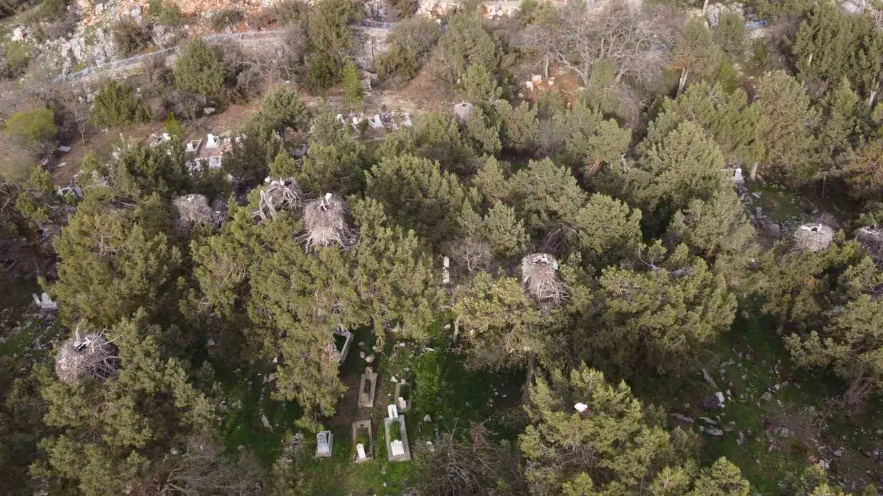 Baharı müjdeleyen kanatlar Beyşehir’e döndü: Leylekler vadisinde şenlik var