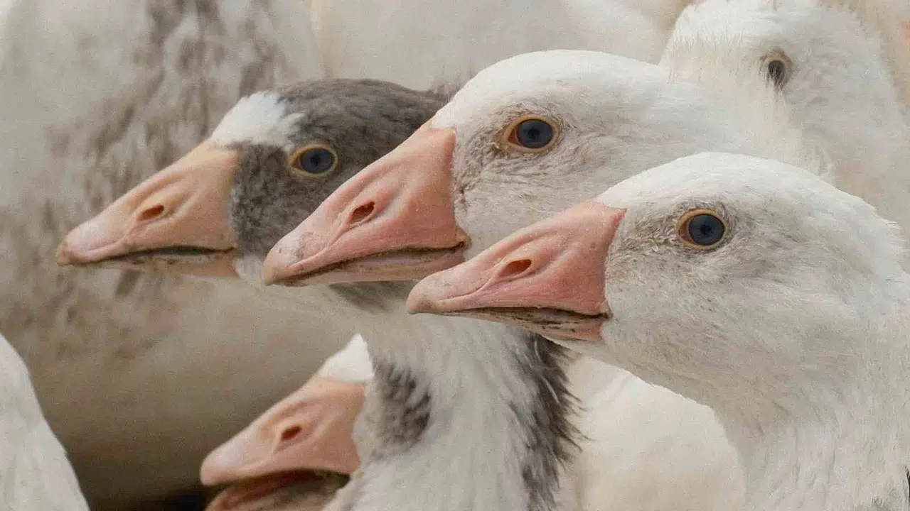 Anadolu kazına  milli kimlik  operasyonu: Yozgat ve Bandırma hattıyla dünya devlerine rakip olacak