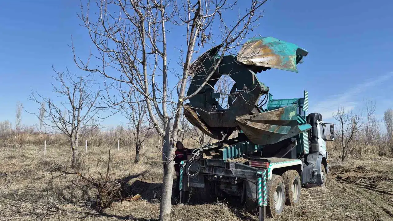 Kesilmekten kurtulan 77 kiraz ağacı: Iğdır’da doğa dostu seferberlik