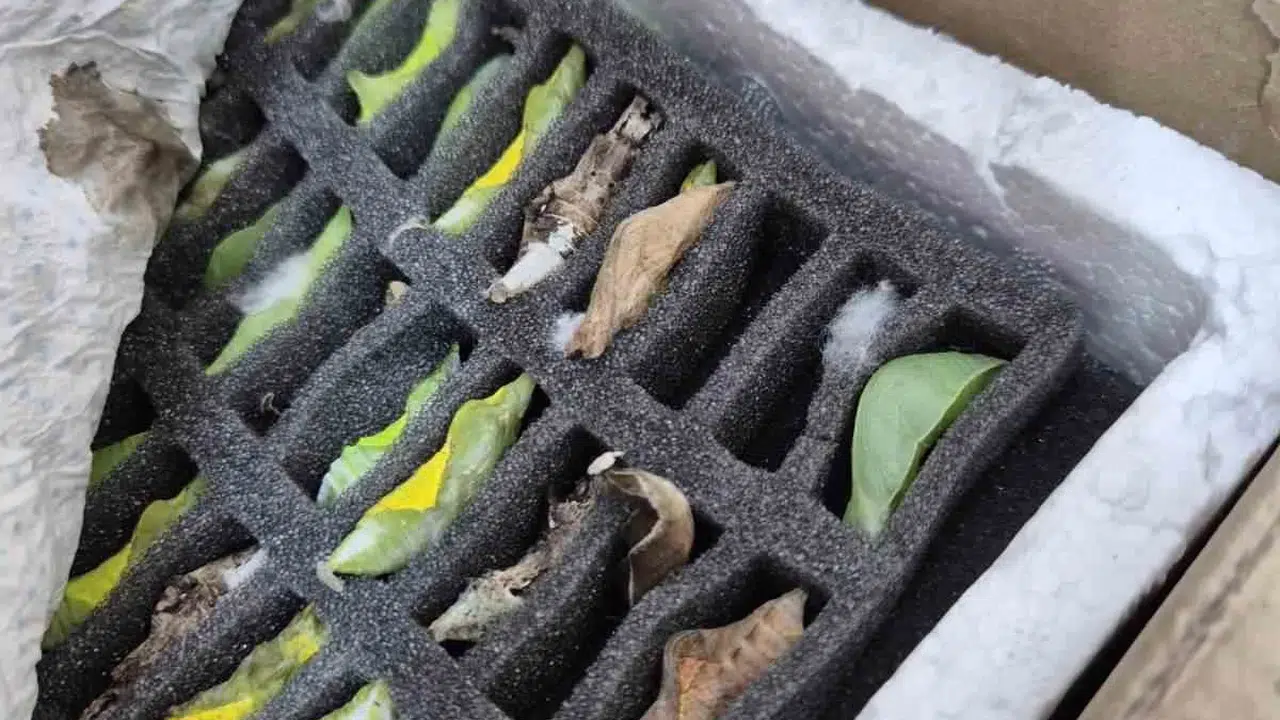 Sınırda şaşırtan kaçakçılık: Otobüs koltuğunun altında 530 tropikal sürpriz