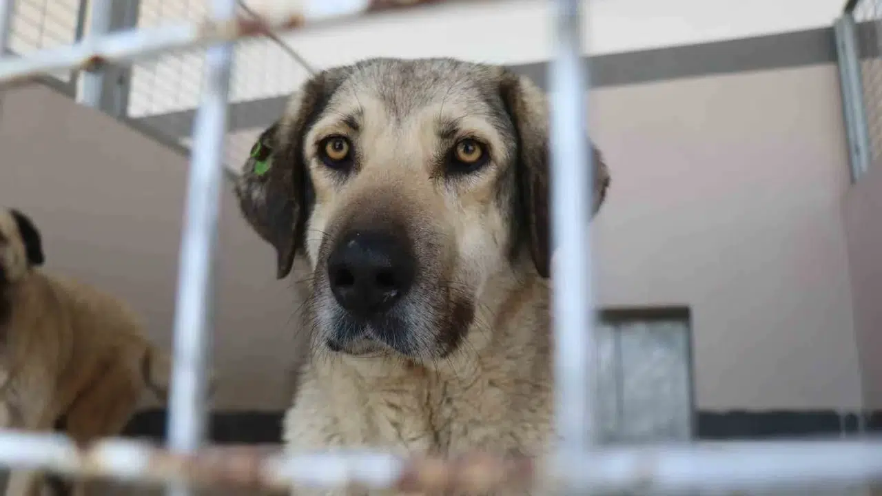 Başiskele’de 7 yıllık değişim: Sokak hayvanı şikayetleri eridi, dev projeler bir bir yükseliyor