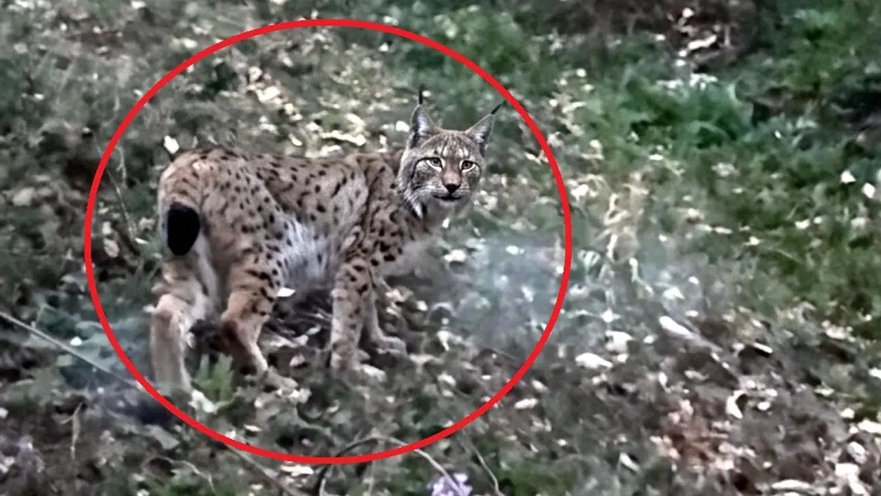 Ormanların hayaletine Sinop’ta rastlandı: Doğal ortamındaki o anlar kameraya yansıdı