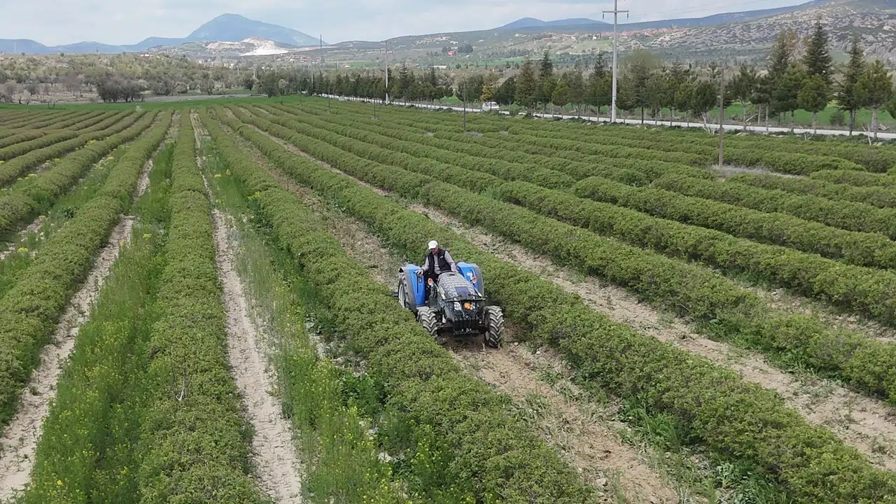 Isparta’nın altın sarısı değil, gül kırmızısı umudu: Don tehlikesi atlatıldı, rekolte beklentisi tavan yaptı