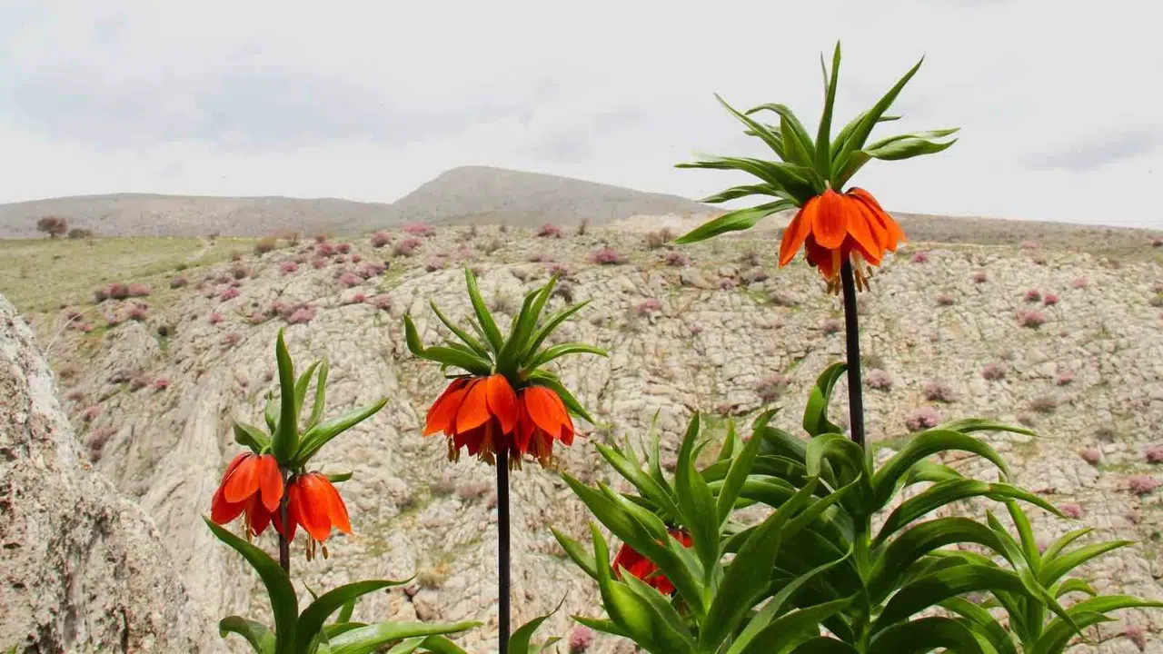 Doğanın hüzünlü güzeli Afşin’de ortaya çıktı: Koparmanın bedeli servet değerinde