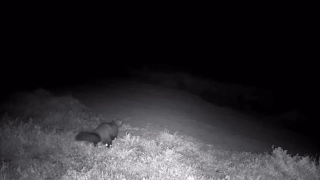 Ganos Dağları’nın gizemli sakini gece mesaisinde: Fotokapanlar o anları kaydetti